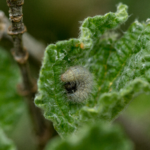 Photo de chenille de Carcharodus baeticus