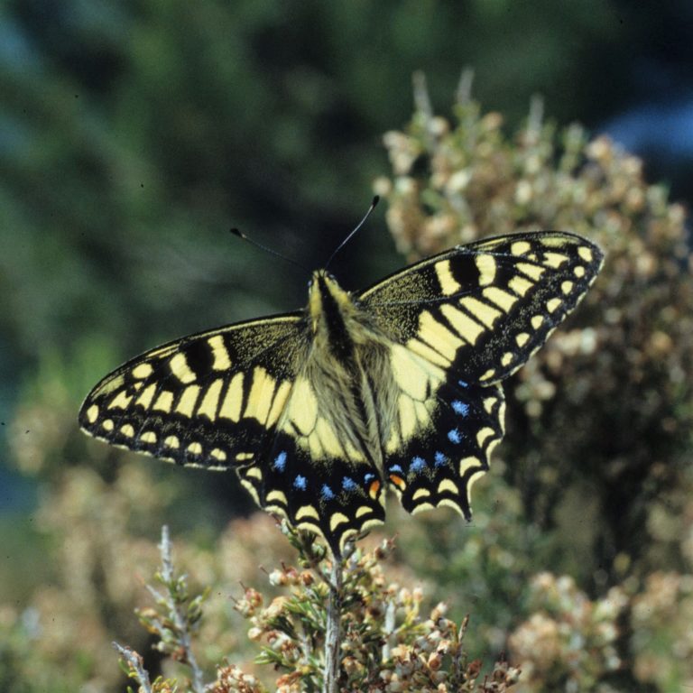 photo de Papilio hospiton