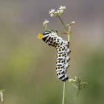 Photo de chenille de Papilio alexanor